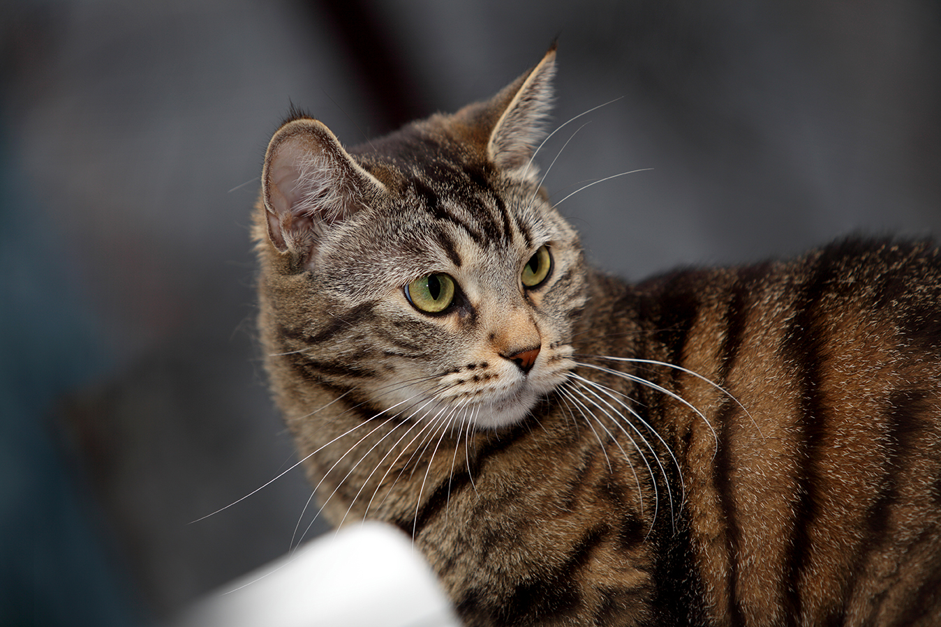 Eine braun gestreifte Katze mit grünen Augen blickt seitlich vor einem unscharfen grauen Hintergrund.